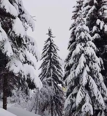 Apartment Forest *