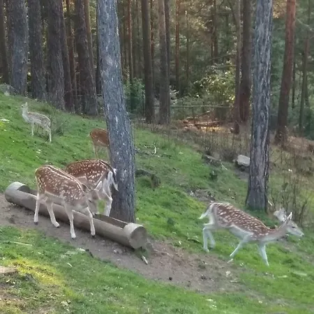 Forest Mavrovo