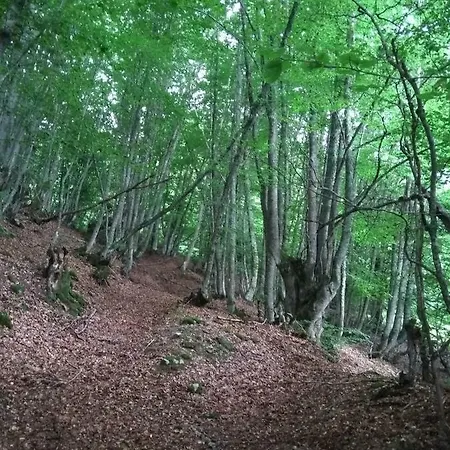 Forest Apartment
